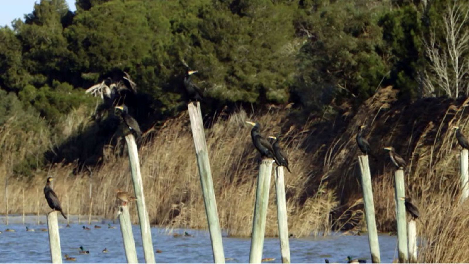 Red Natura 2000 - L'Albufera