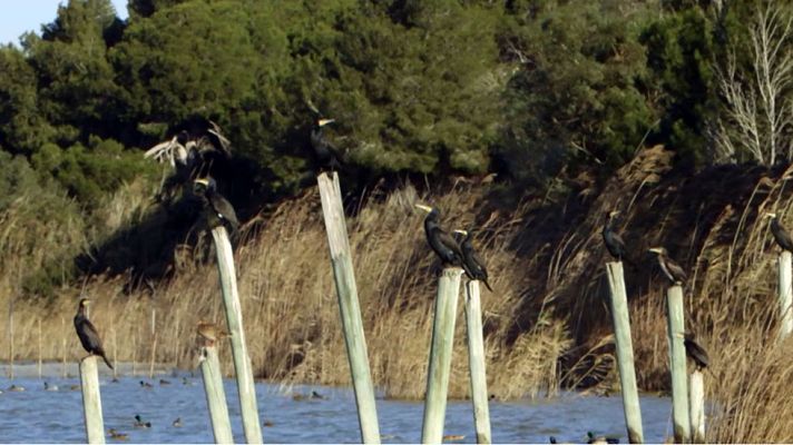 Red Natura 2000 - L'Albufera