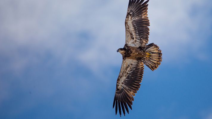 Grandes documentales - El Rey de las montañas: El águila real