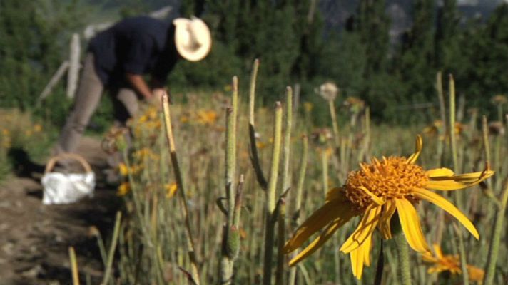 Aquí la Tierra - Árnica, una planta con superpoderes