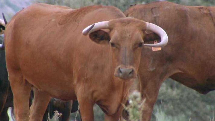 Encastes - Gamero Cívico