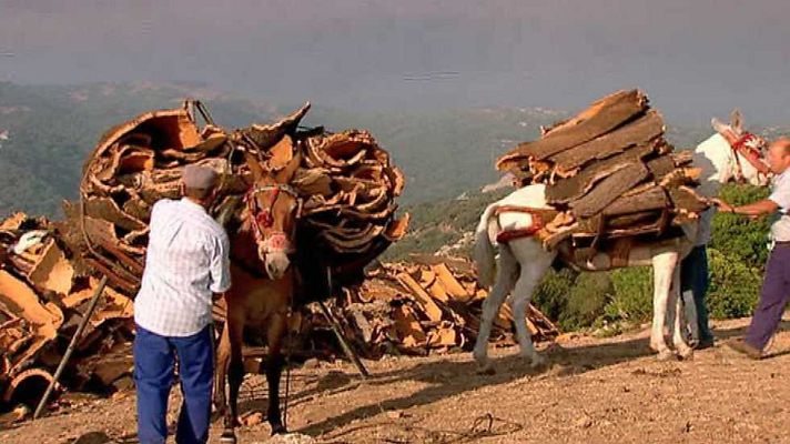 Tesoro del sur - Vida al límite (verano)