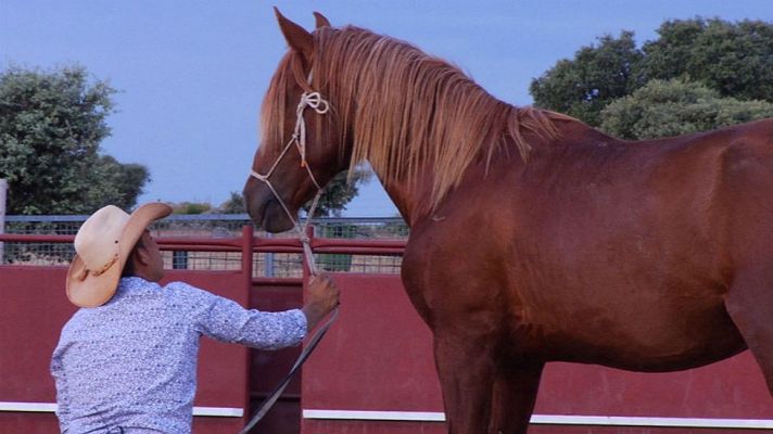 Aquí la Tierra - El encantador de caballos