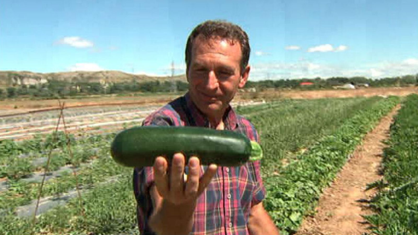 ¡Por fin tenemos calabacines!