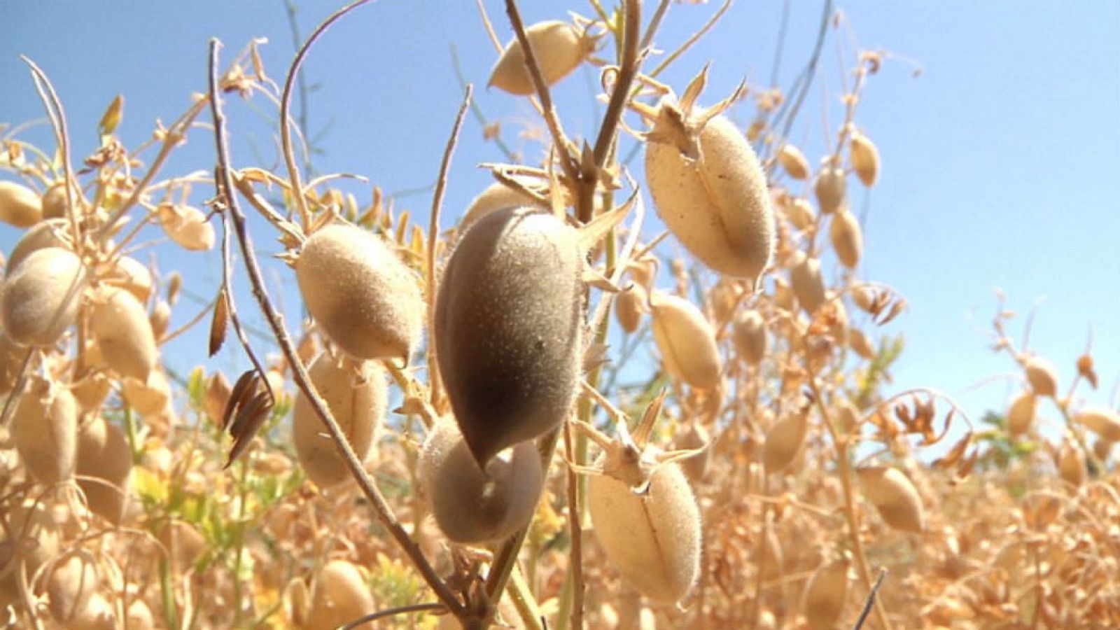 Este garbanzo tiene nombre propio