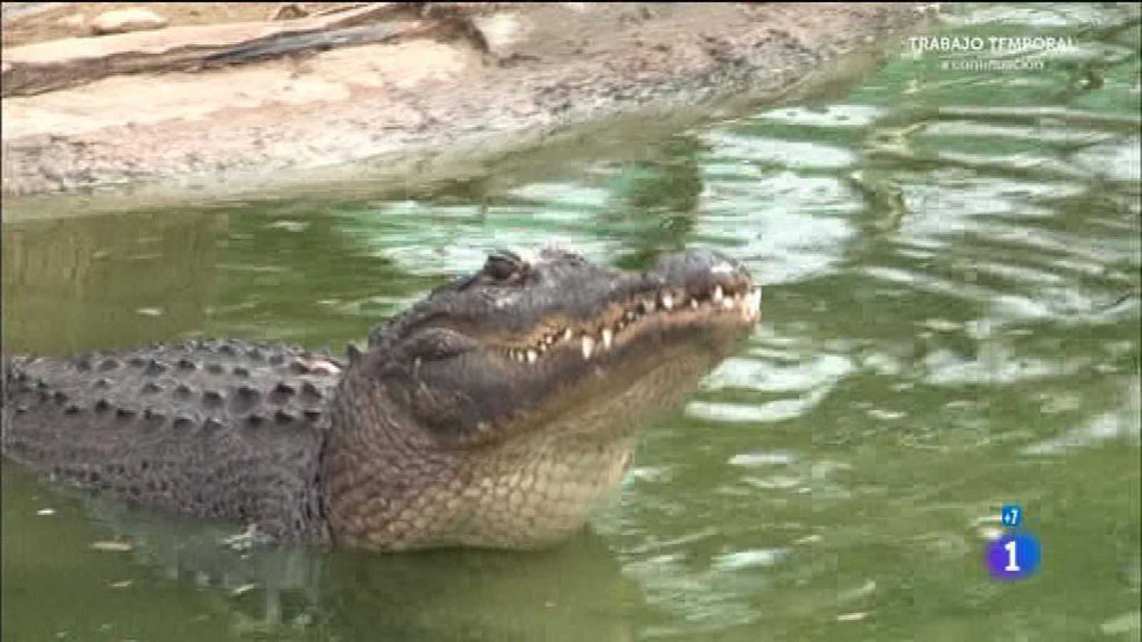 Comando Actualidad - Sangre y arena - Una charca con 200 cocodrilos