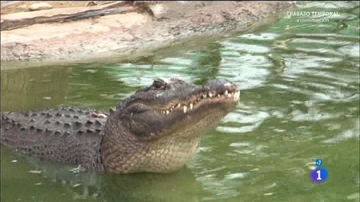 Comando Actualidad - Sangre y arena - Una charca con 200 cocodrilos