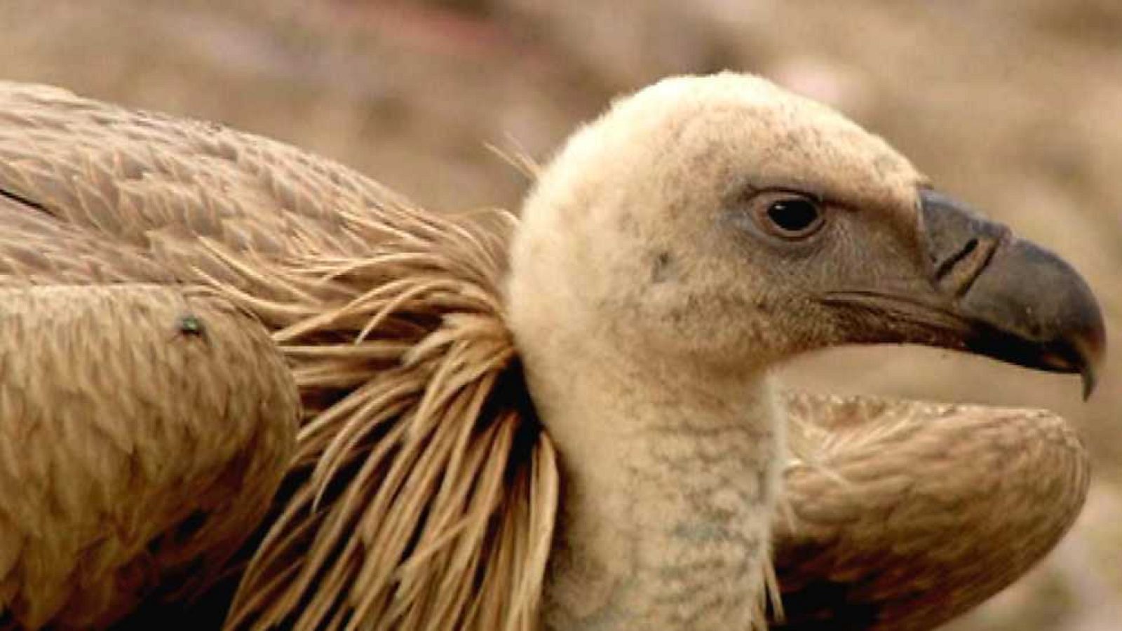 Tesoro del sur - Otaña (Otoño) - ver ahora