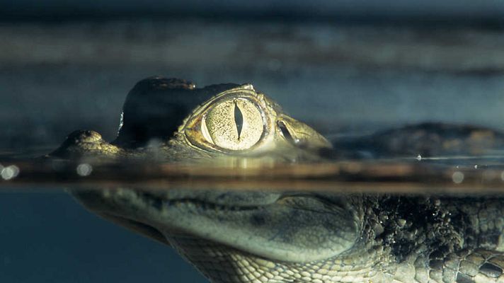 Grandes documentales - Alamto, el paraíso de los reptiles