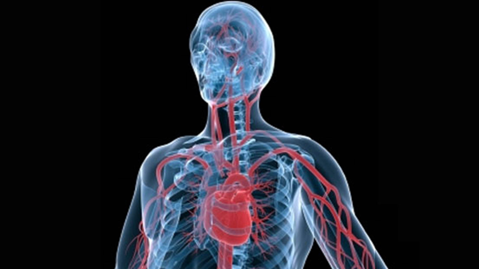 Saber Vivir - Las arterias coronarias