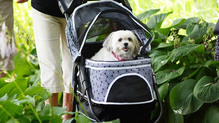 Telediario 1 - Cómo viajar con mascotas para garantizar un trayecto seguro
