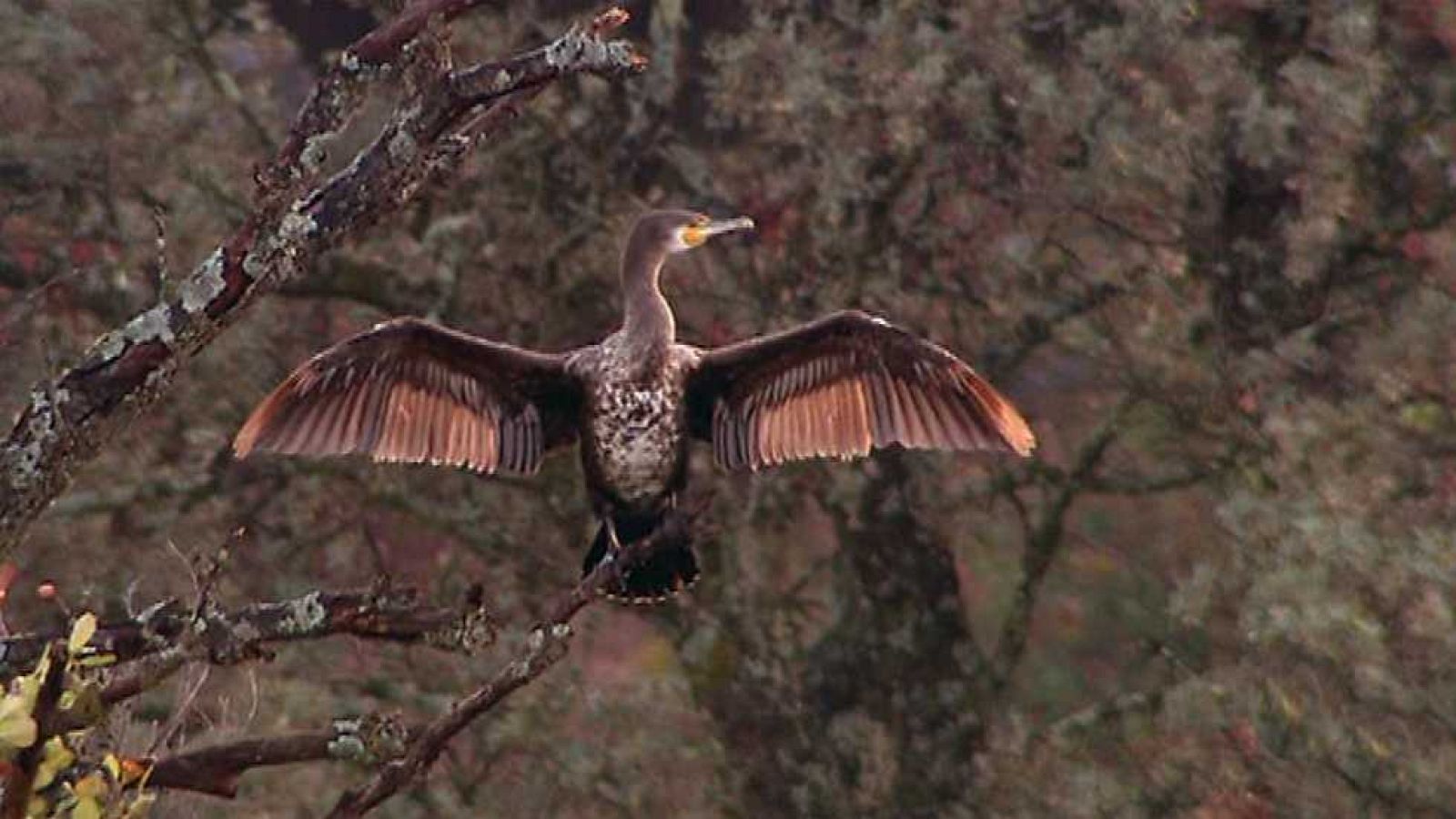 Tesoro del sur - Escarcha y rumores (Invierno) - ver ahora