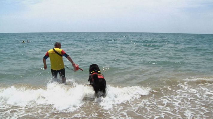 Aquí la Tierra - Socorristas de cuatro patas