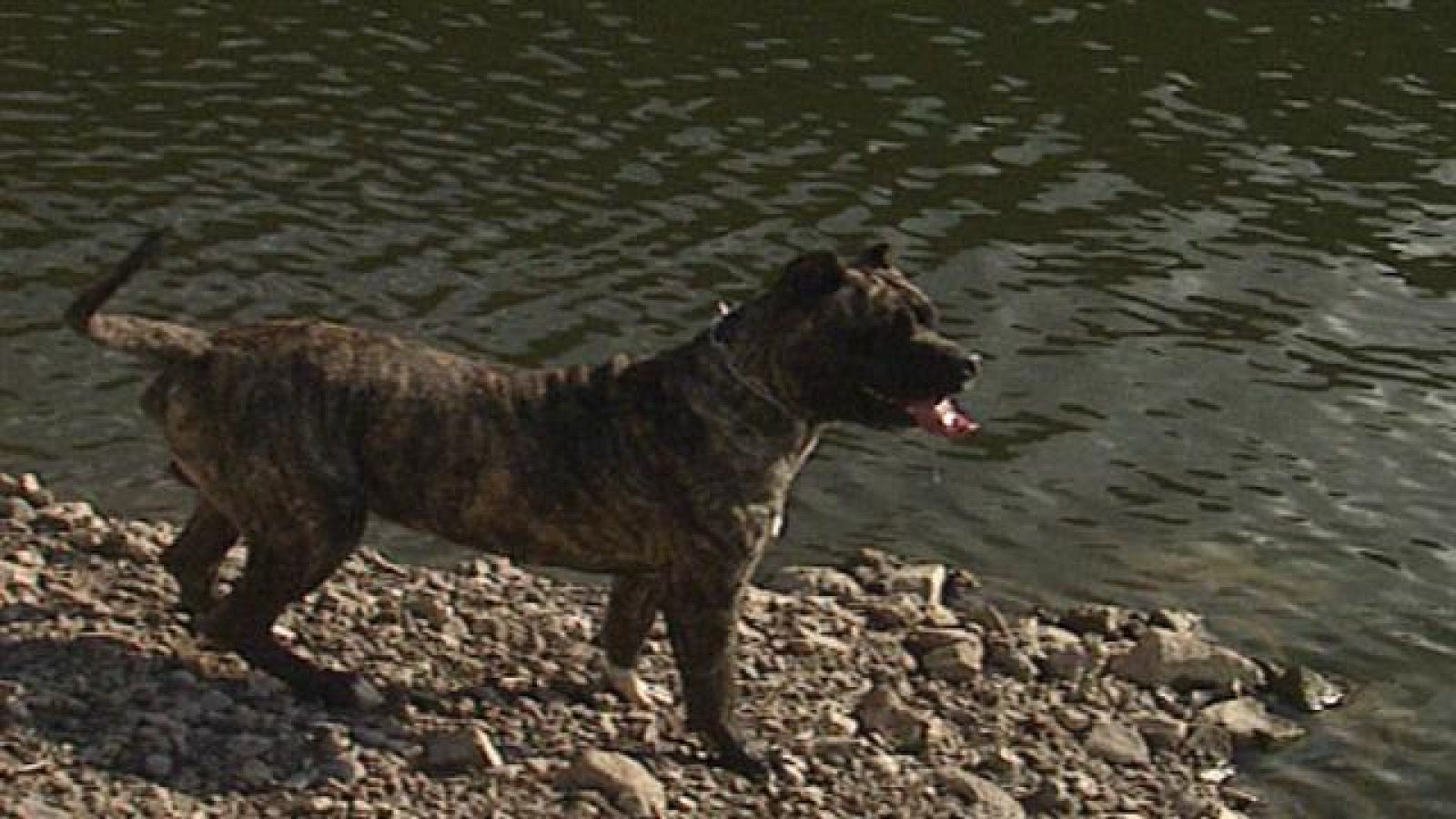 Senderos isleños - Presa canario