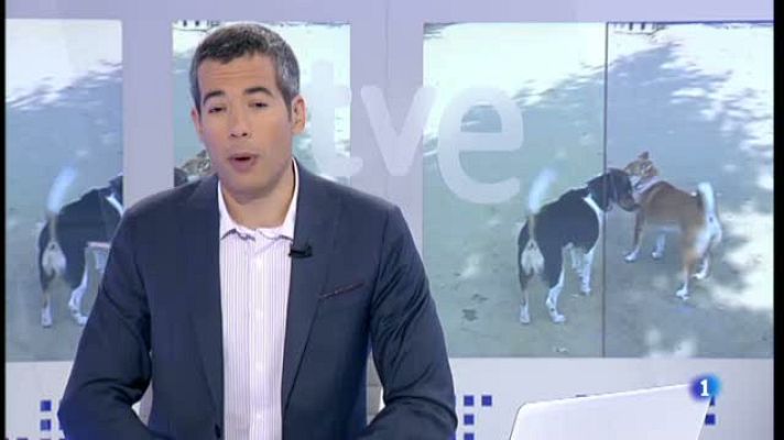 L'Informatiu - A l'estiu augmenta un 50% l'abandonament de les mascotes
