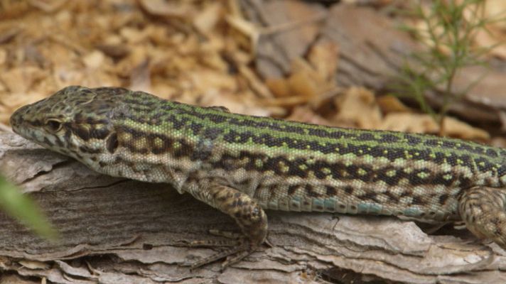 Red Natura 2000 - Serra Grossa