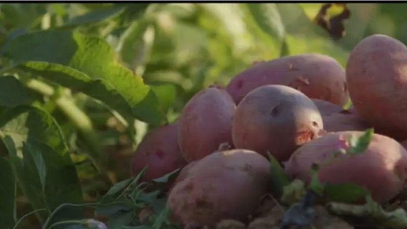 Red Natura 2000 - Serra Grossa, con Jordi y sus huertos ecológicos - avance