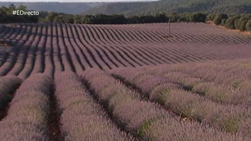 Un maravilloso campo de lavanda