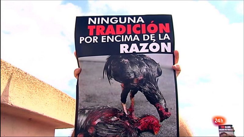 Cada año hay varias manifestaciones delante de galleras en Lanzarote