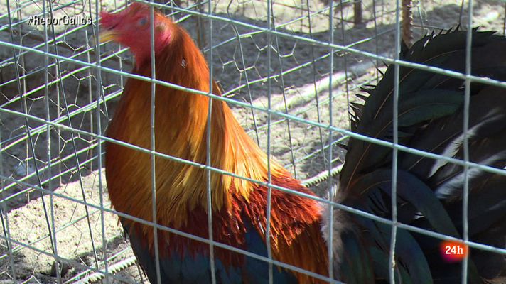 Repor - Gallus Maximus - Clip 3
