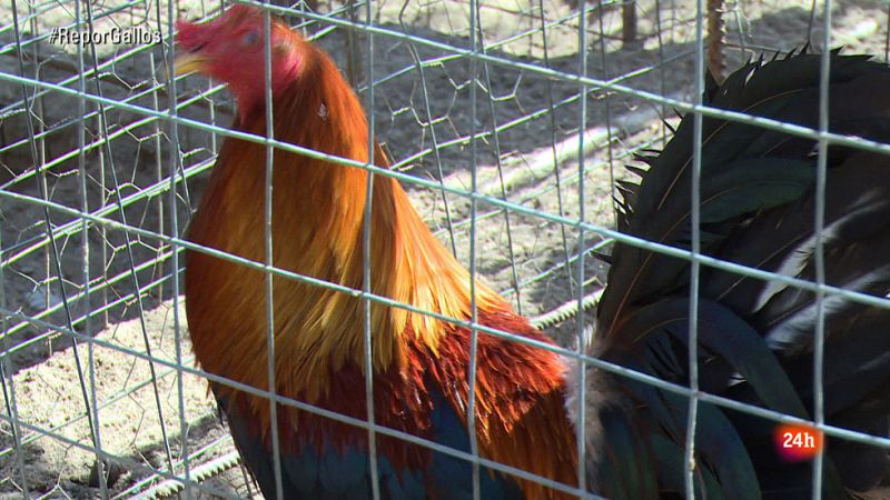 Repor - Gallus Maximus - Clip 3
