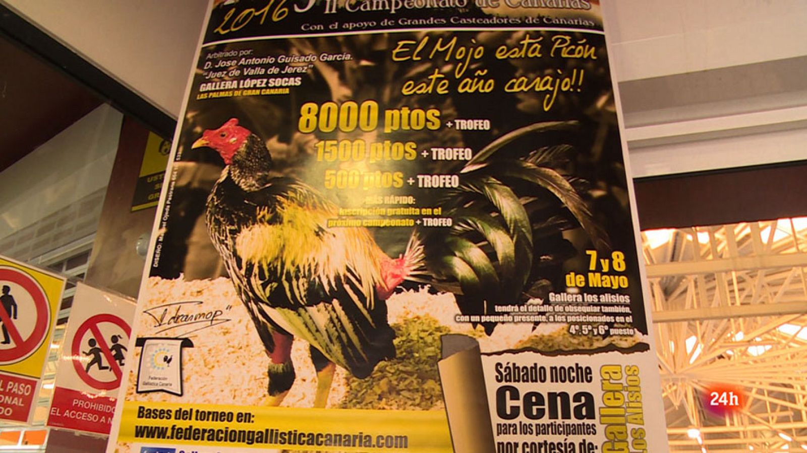 Repor - Gallus Maximus - Clip 1