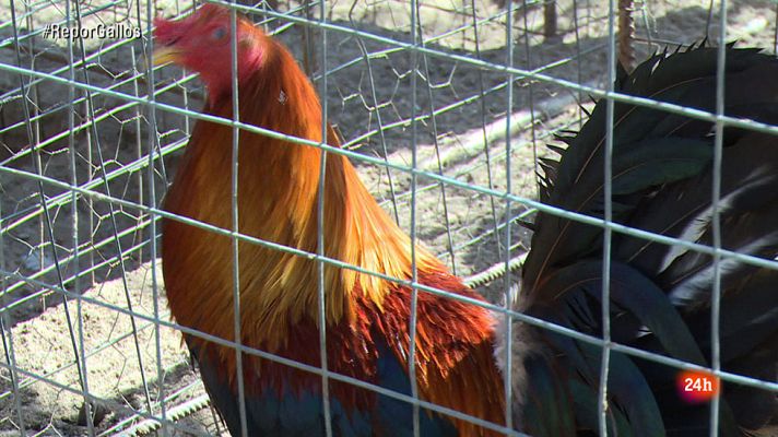 Repor - Gallus maximus