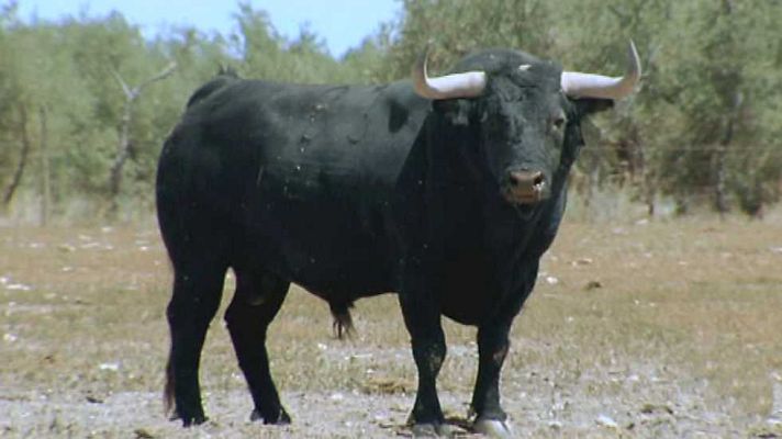 Encastes - Hidalgo Barquero y Buendía