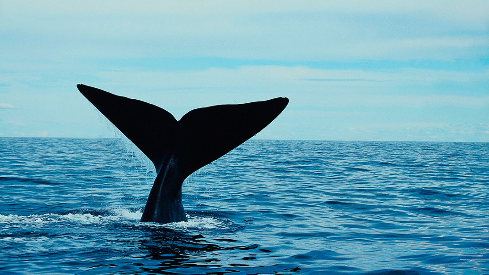 Grandes documentales - El gigante del Ártico - ver ahora