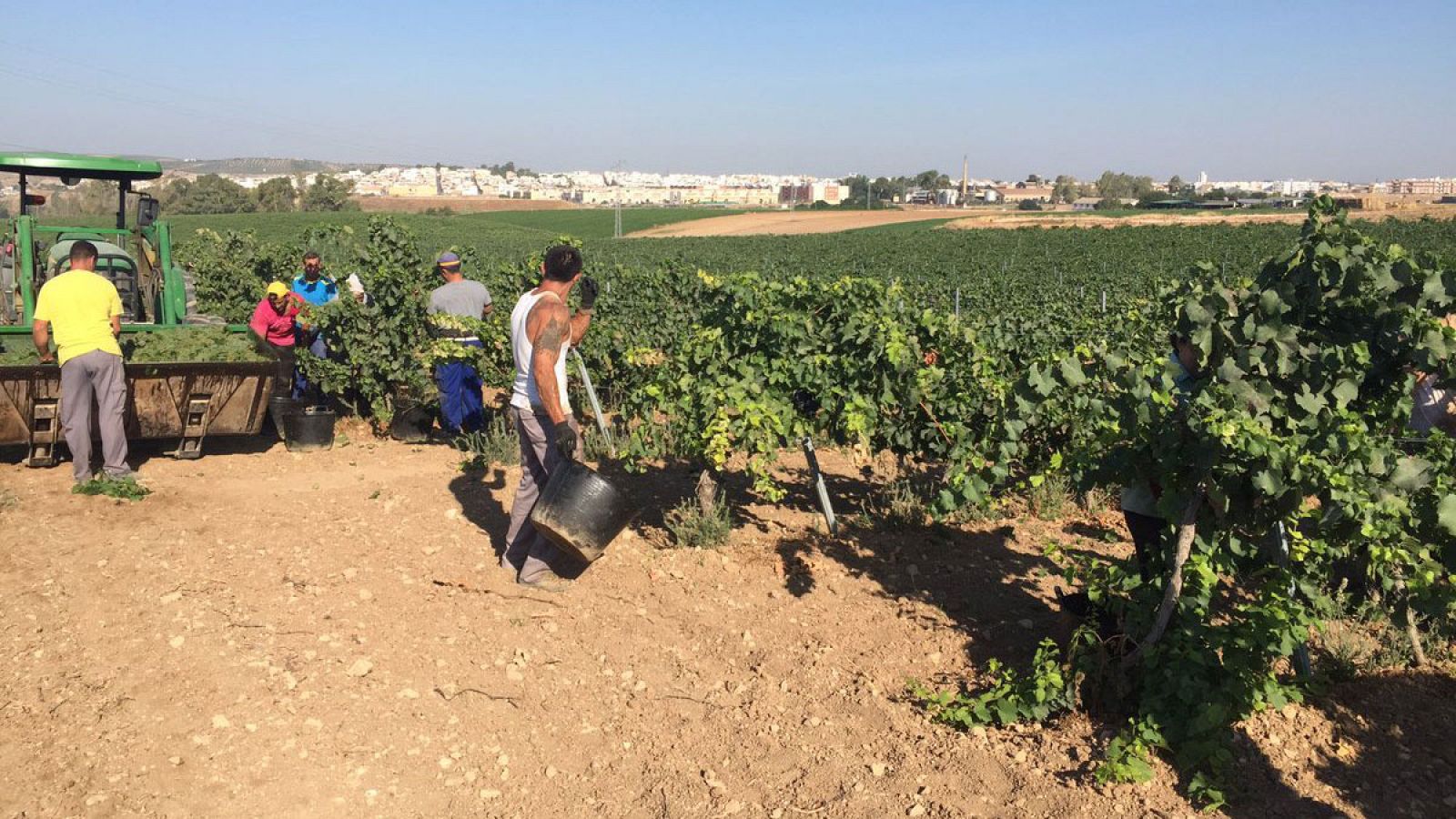 La primera vendimia de Europa