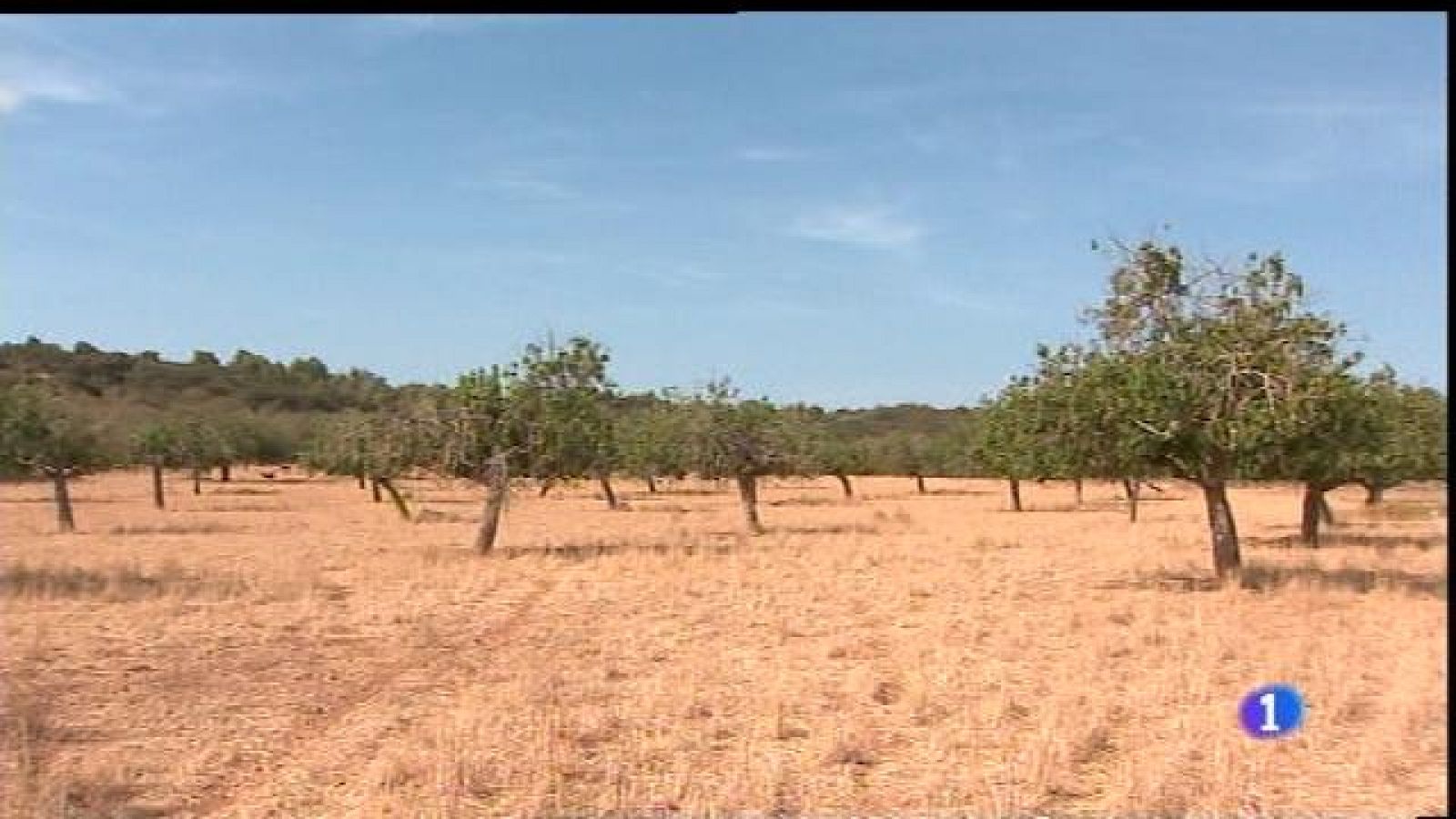 Pérdua del 50% de les collites a Mallorca.