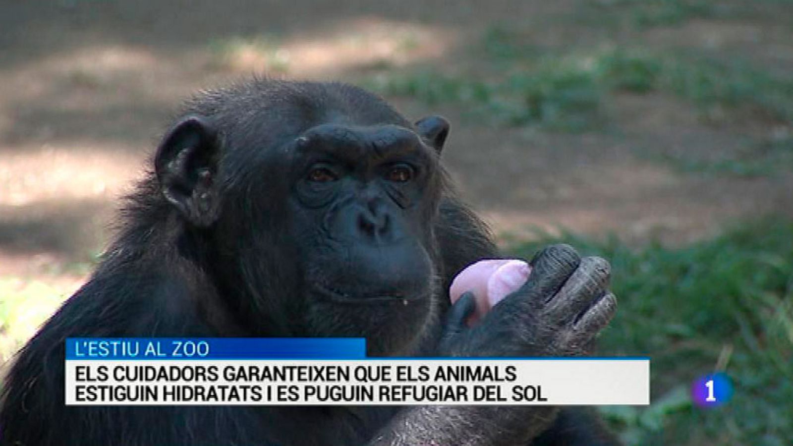 L'Informatiu - 09/08/2016