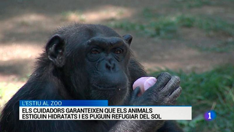 L'Informatiu - 09/08/2016