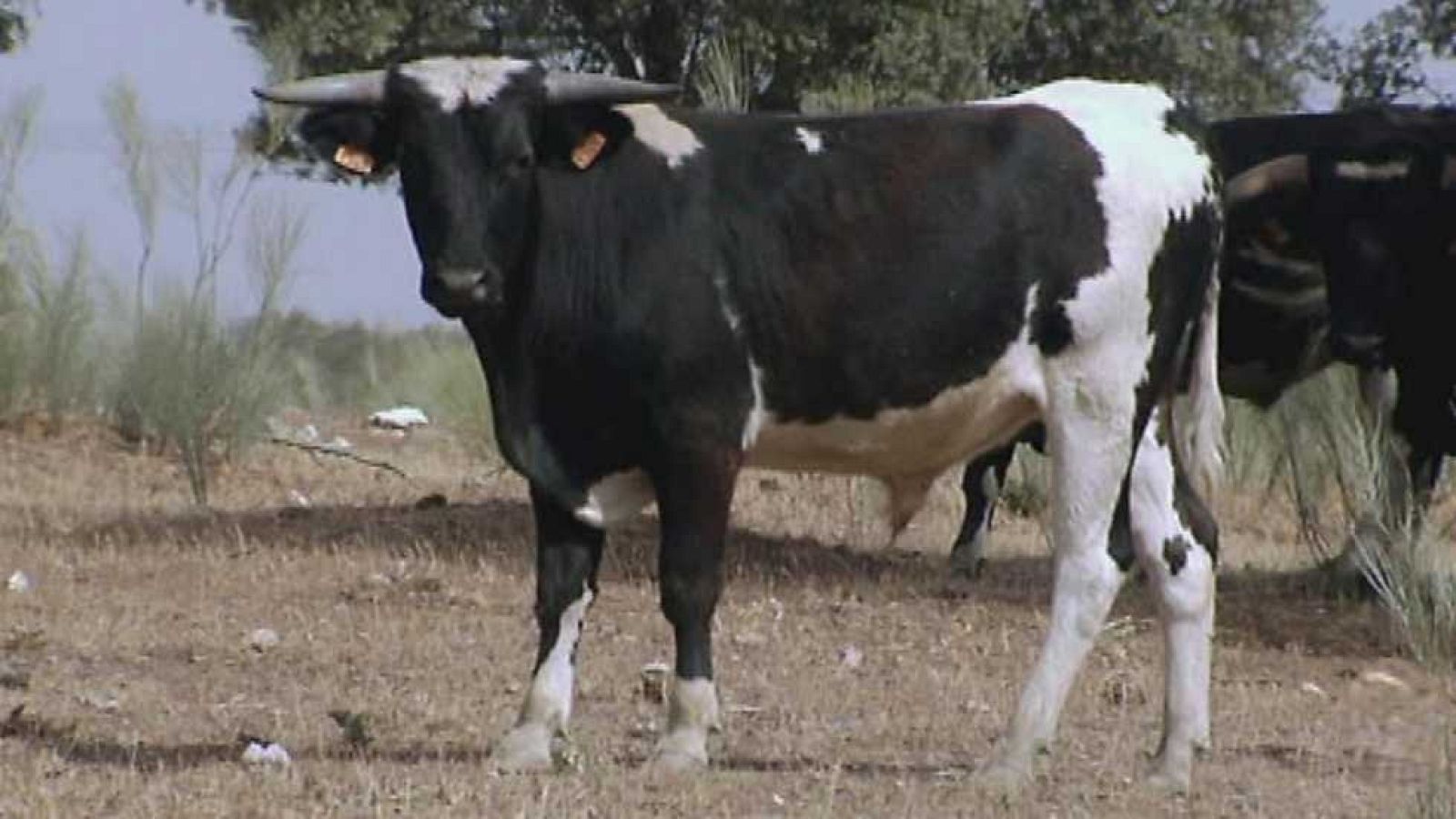 Encastes - Vega Villar - ver ahora