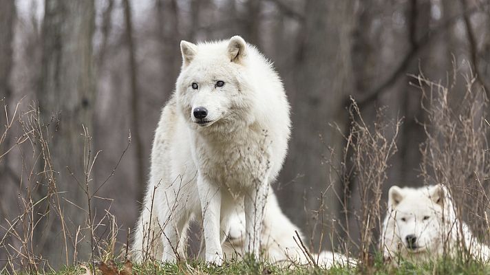 Grandes documentales - El Ártico más salvaje: El océano ártico, el mar helado
