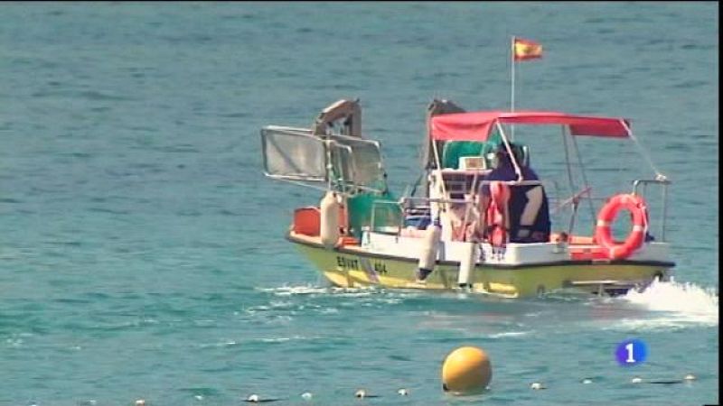 Salven una tortuga i campanya de neteja a costes de les Illes.