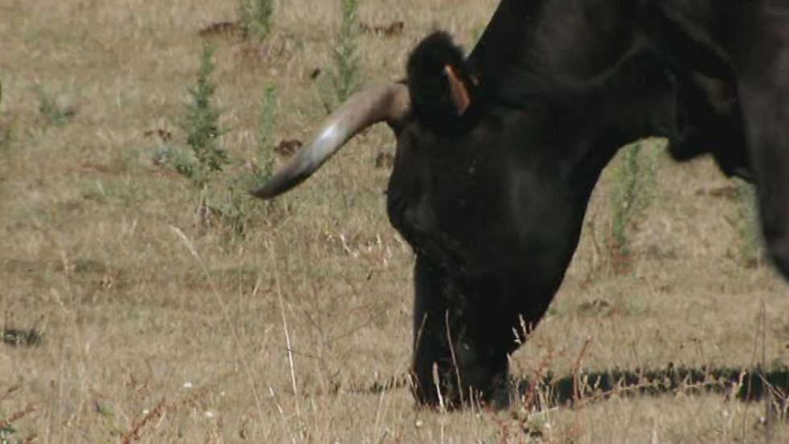Encastes - Coquilla/Clairac - ver ahora