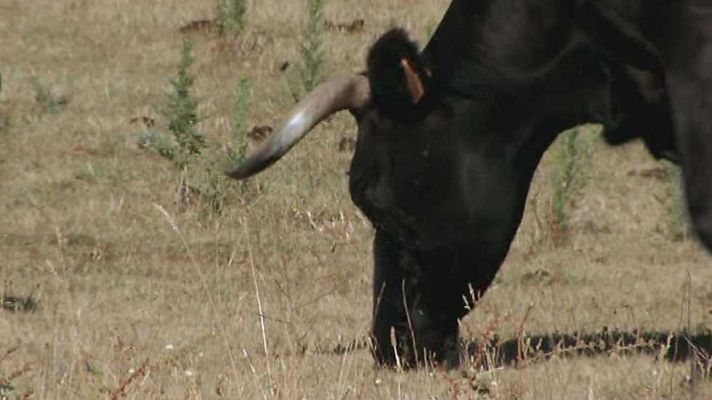 Encastes - Coquilla/Clairac