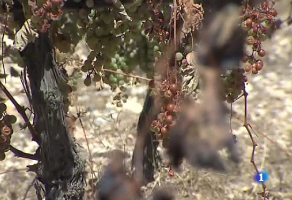 L'Informatiu - Els efectes dels incendis forestals a conreus com les vinyes. Ho veiem a la Pobla de Montornès una setmana després del foc que va cremar 466 hectàrees.