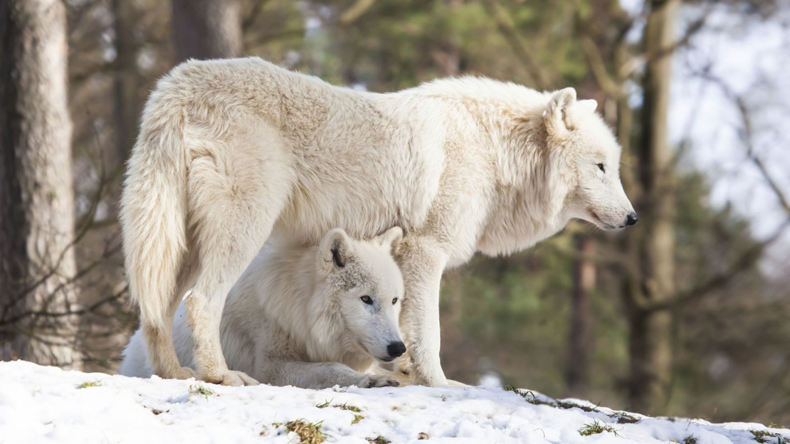 Grandes documentales - El Ártico más salvaje: La Tundra. El desierto de hielo - ver ahora