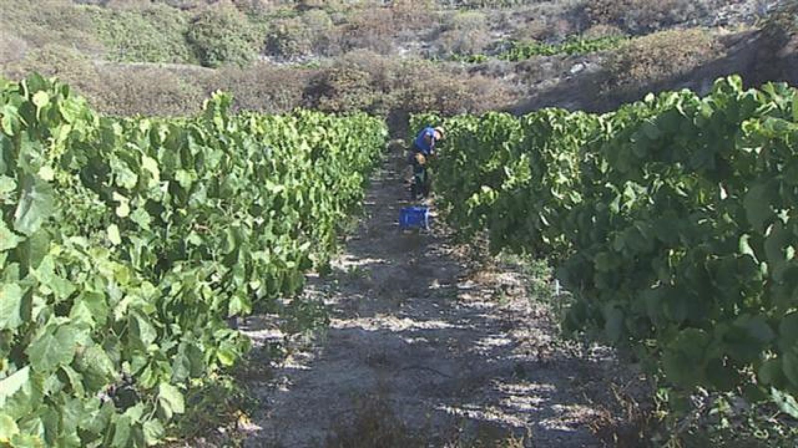Canarias en 2' - 21/08/2016
