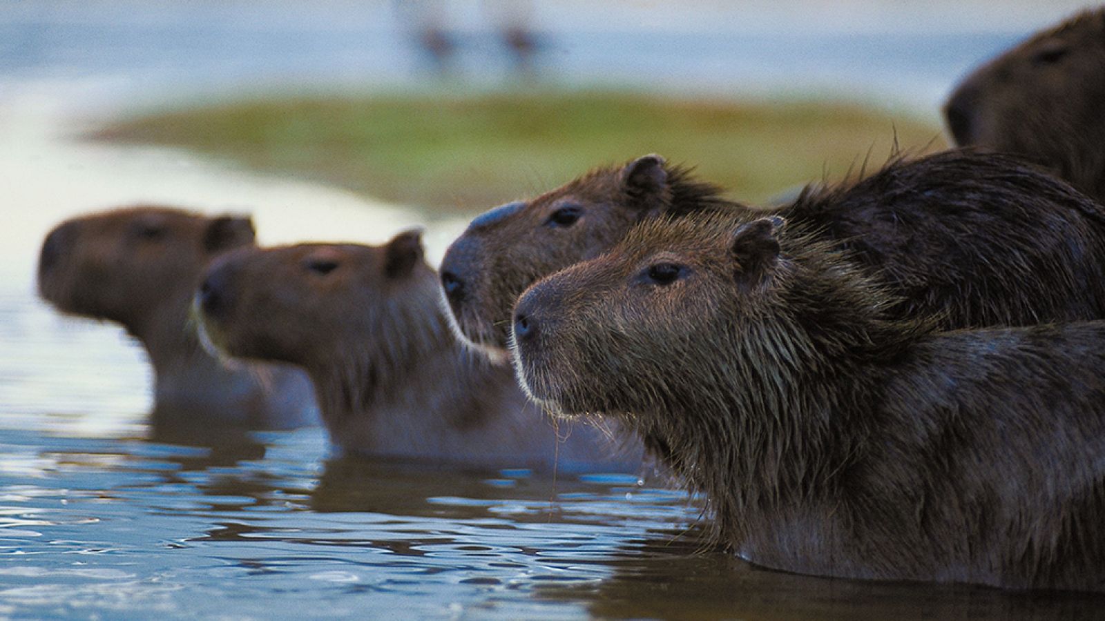 Grandes documentales - Latinoamérica salvaje: Venezuela. Los tesoros salvajes de El Dorado - ver ahora