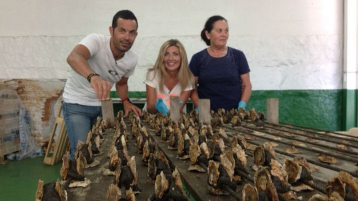 Aquí la Tierra - Sembramos ostras ¡con cemento!