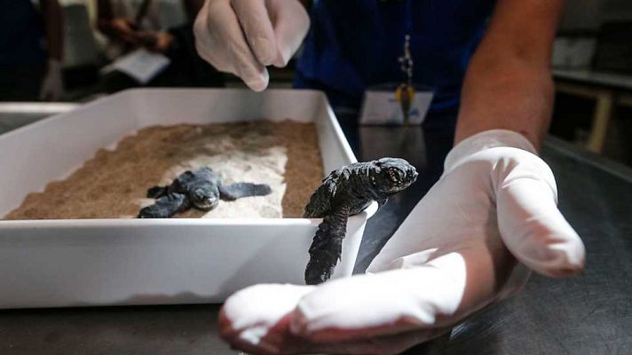 L'informatiu - Comunitat Valenciana - L'Informatiu - Comunitat Valenciana - 24/08/16