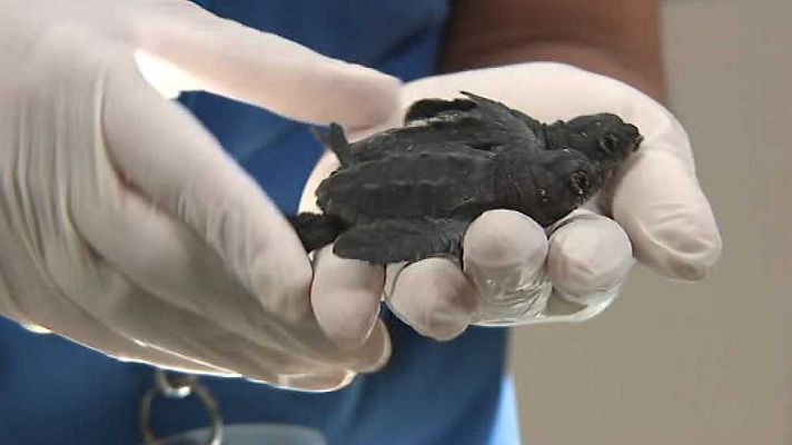 España en 24h - España en 24 horas - 24/08/16