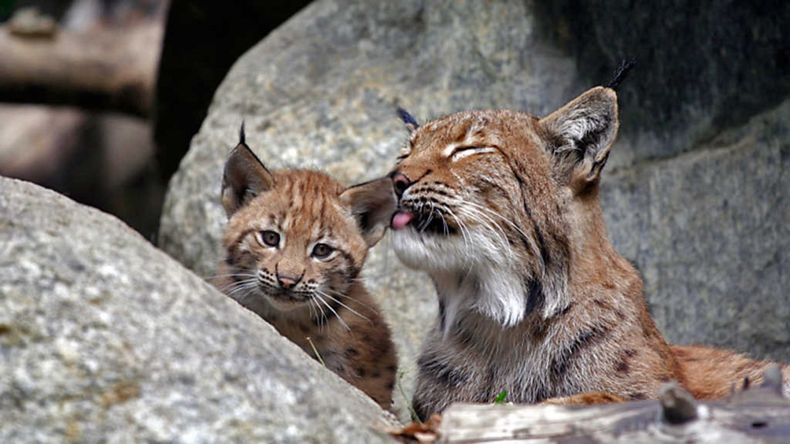Grandes documentales - El gigante apacible. El paraíso de las nutrias - ver ahora