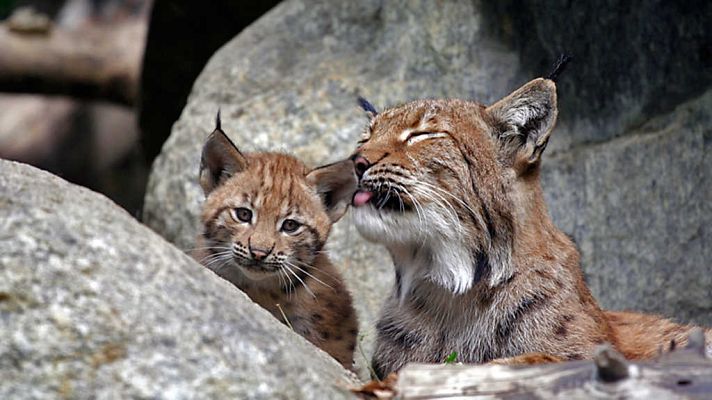 Grandes documentales - El gigante apacible. El paraíso de las nutrias