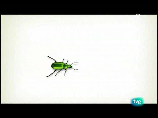 El escarabajo verde - Al amparo de Leyre