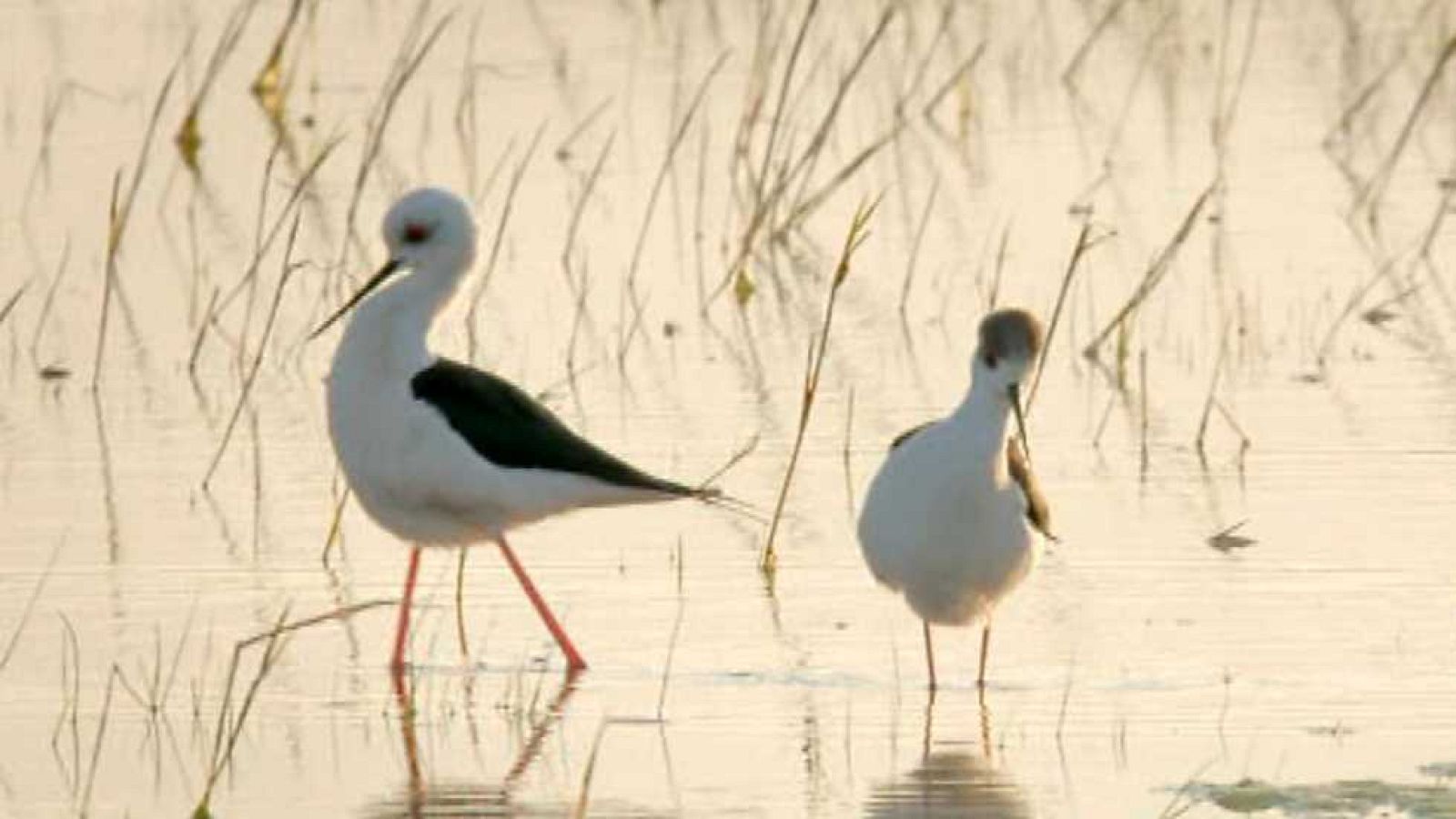 Grandes documentales - Expedición entre cañaverales. Lago Neusiedl - ver ahora