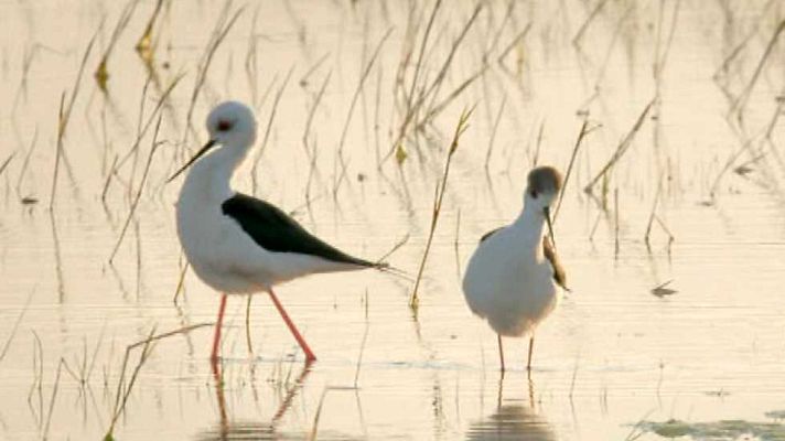 Grandes documentales - Expedición entre cañaverales. Lago Neusiedl